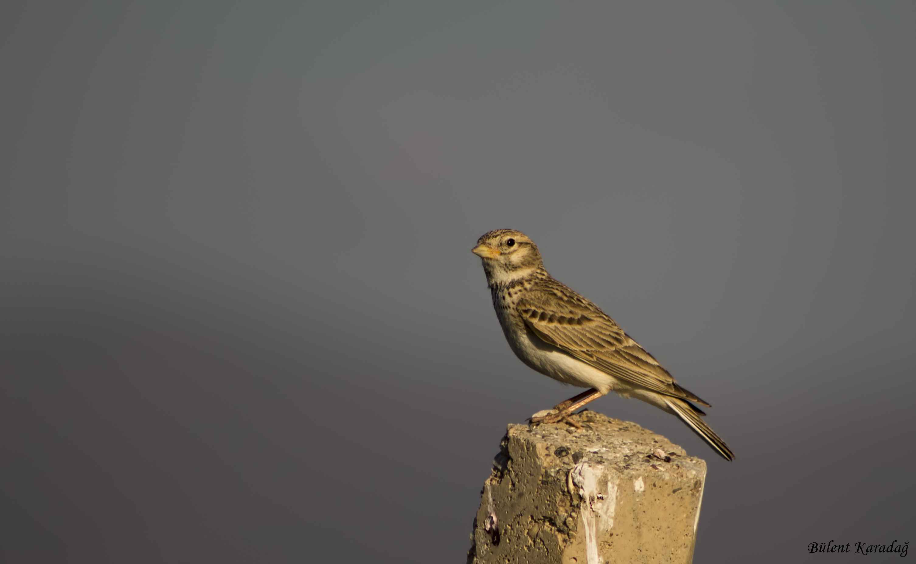 Lesser Short-toed Lark